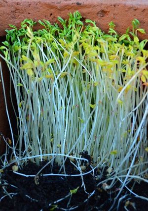 Una foto de Germinados de lenteja en casa