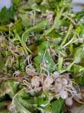Ensalada de brotes de Lentejas y Rúcula