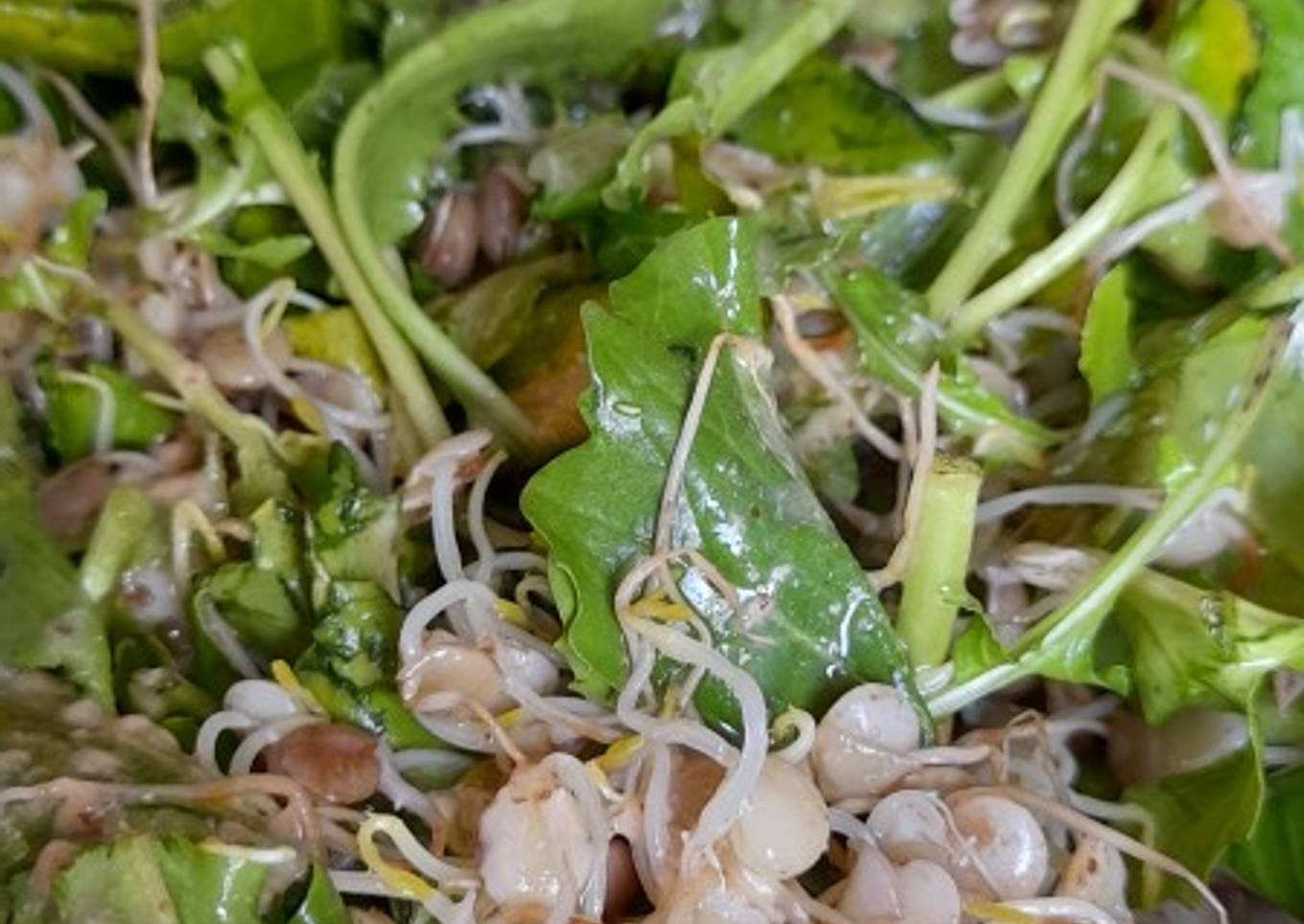 Ensalada de brotes de Lentejas y Rúcula