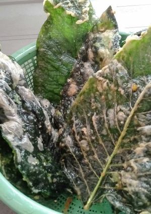Foto resep Keripik bayam