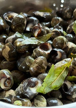 Une photo de Bigorneaux parfumés à la verveine citronnelle