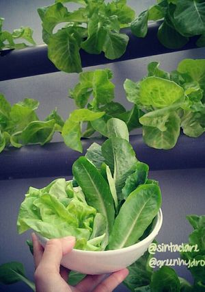 Foto resep Salad sehat rendah kalori