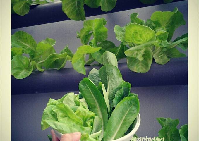 Resep Salad Sehat Rendah Kalori Oleh Sintaclare Cookpad