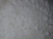 Una foto de bizcochuelo con aceite
