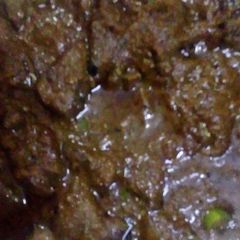 A picture of Fry Kaleji.