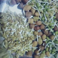 A picture of Sprout methi.