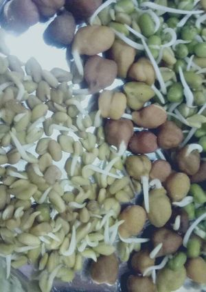 A picture of Sprout methi.