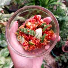 รูปของ Sambel Terong