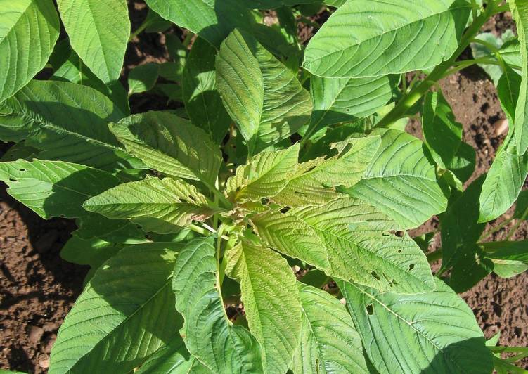 Recipe of Award-winning Chaulai and Moong Dal