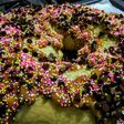 ROSCA De Reyes al Limón...!🎅🎅🎅