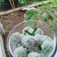 Kue klepon