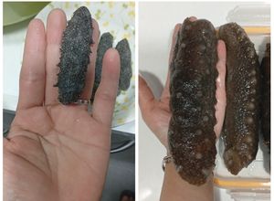 Foto resep Cara merendam Teripang kering