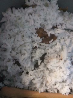 Foto resep Nasi uduk bunga telang