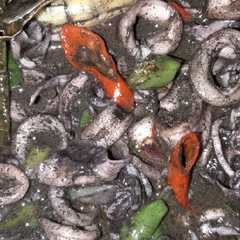 Cumi hitam pedass maknyus রেসিপির প্রধান ছবি