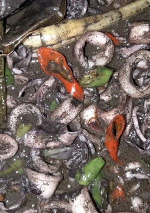 Foto resep Cumi hitam pedass maknyus