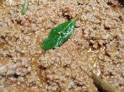 A picture of beef lasagna