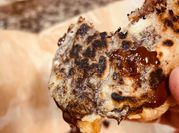 Una foto de arepa sin harina