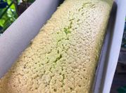 Gambar bolu pandan santan
