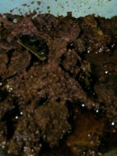 Foto resep Rendang maknyuuus rasa RM Padang