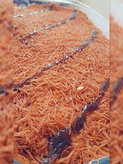صورة لوصفة حلى الخشخش