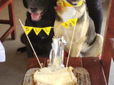 Torta para perros