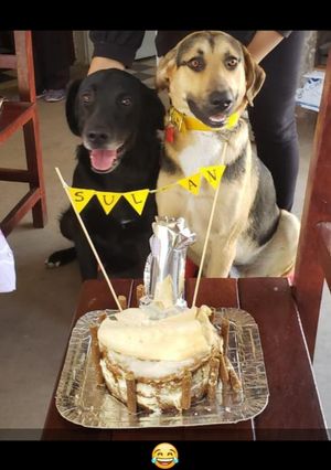Una foto de Torta para perros