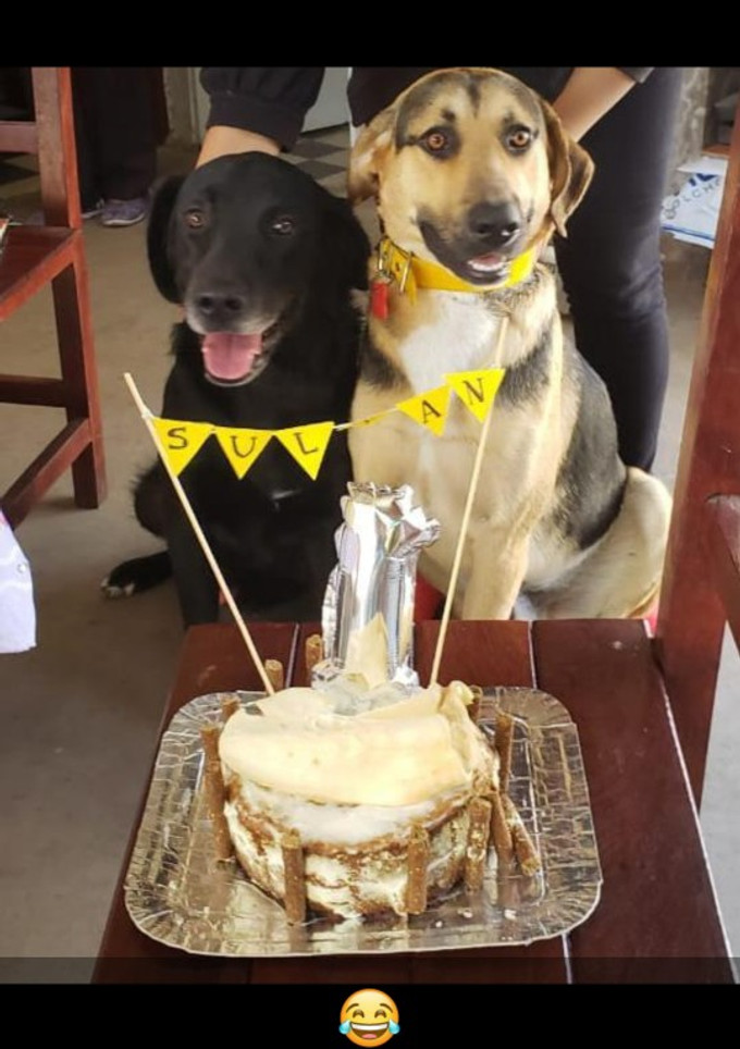 Una foto de Torta para perros