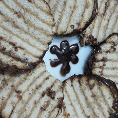 A picture of Marie chocolate pudding.