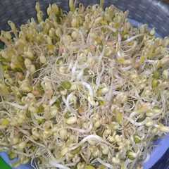A picture of Toge/kecambah.