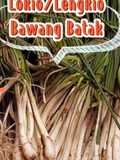 Tips menyimpan Lokio/lengkio/bawang batak tahan lama