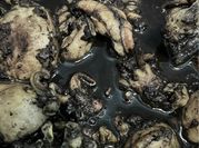 Gambar bumbu balakutak