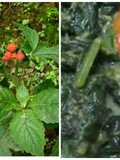 Oseng Daun Sintrong