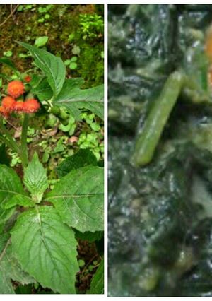 Foto resep Oseng Daun Sintrong