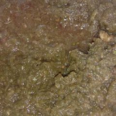 A picture of Chutney.