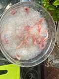 Gambas exquisitas
