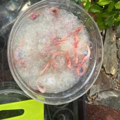 Una foto de Gambas exquisitas