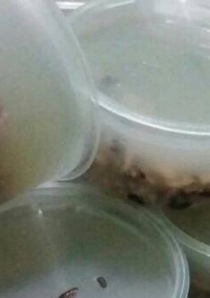 Foto resep Agar tape ketan hitam