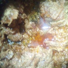 Tamatar ki anday wali chutney A picture of Tamatar ki anday wali chutney.