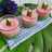 Puding Nutrijell 2 Warna