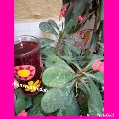 Zobo drink A picture of Zobo drink.