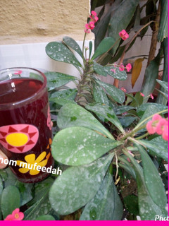 A picture of Zobo drink.
