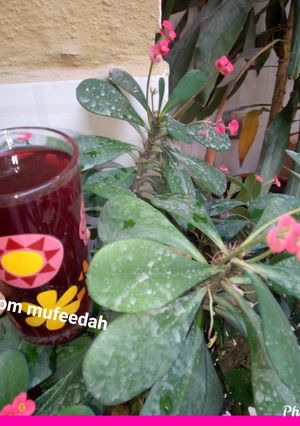 A picture of Zobo drink.