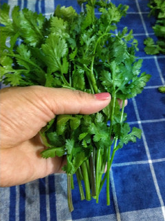 Foto resep Tips Menyimpan Cilantro