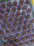 Cadbury Hazmond Cluster