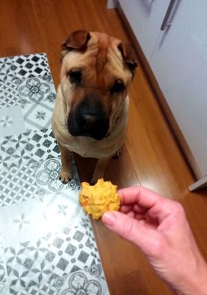 Una foto de Galletas para nuestras mascotas