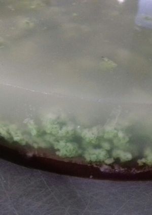 Foto resep Puding Lumut Berlapis Cokelat