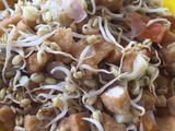 Tumis kecambah tahu