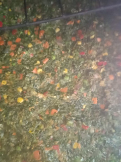 Una foto de Soufflé de espinaca