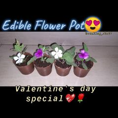 Edible Chocolate Pot Surprise Dessert A picture of Edible Chocolate Pot Surprise Dessert.
