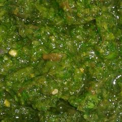 A picture of Dhaniya chutney.